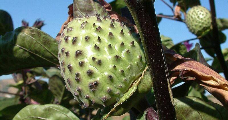 Buah kecubung - id.wikipedia.org